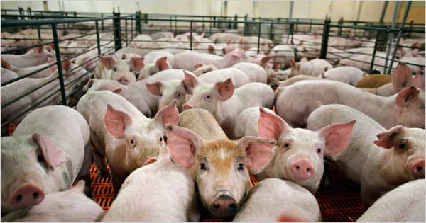 Moldova se poate confrunta cu un deficit de carne de porc