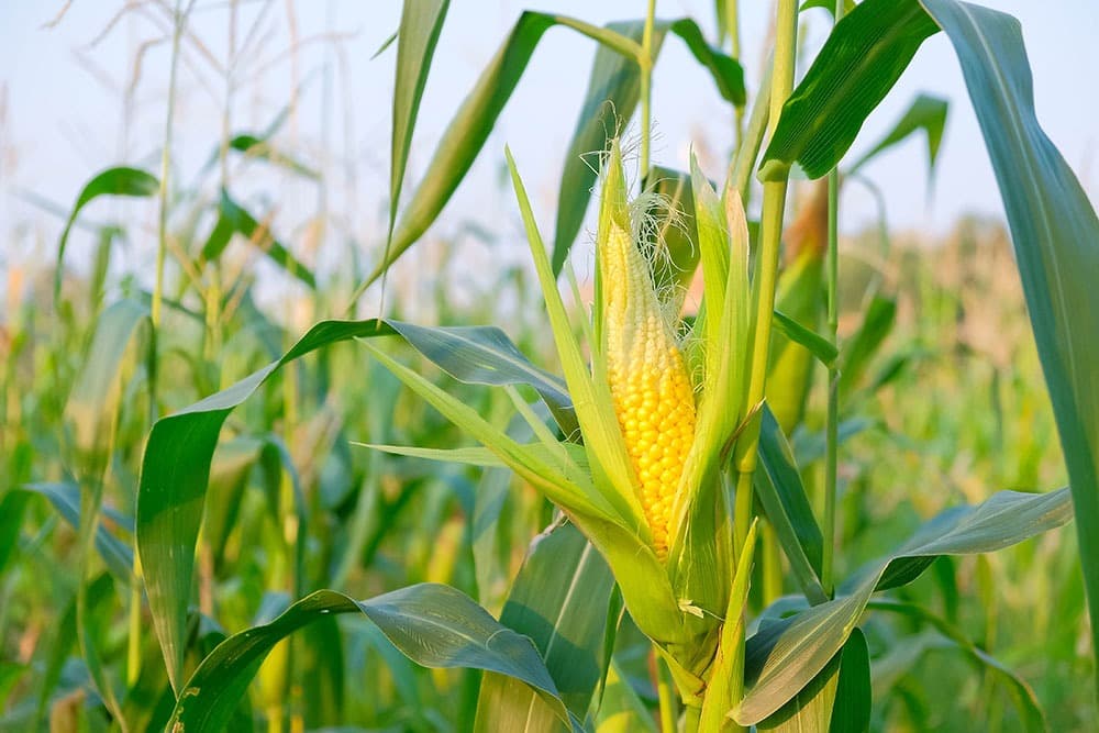 Ucraina interzice cultivarea porumbului modificat genetic