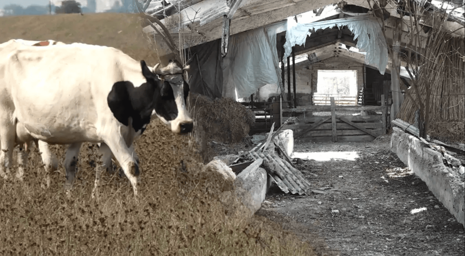Avem tot mai puține animale în gospodării / VIDEO