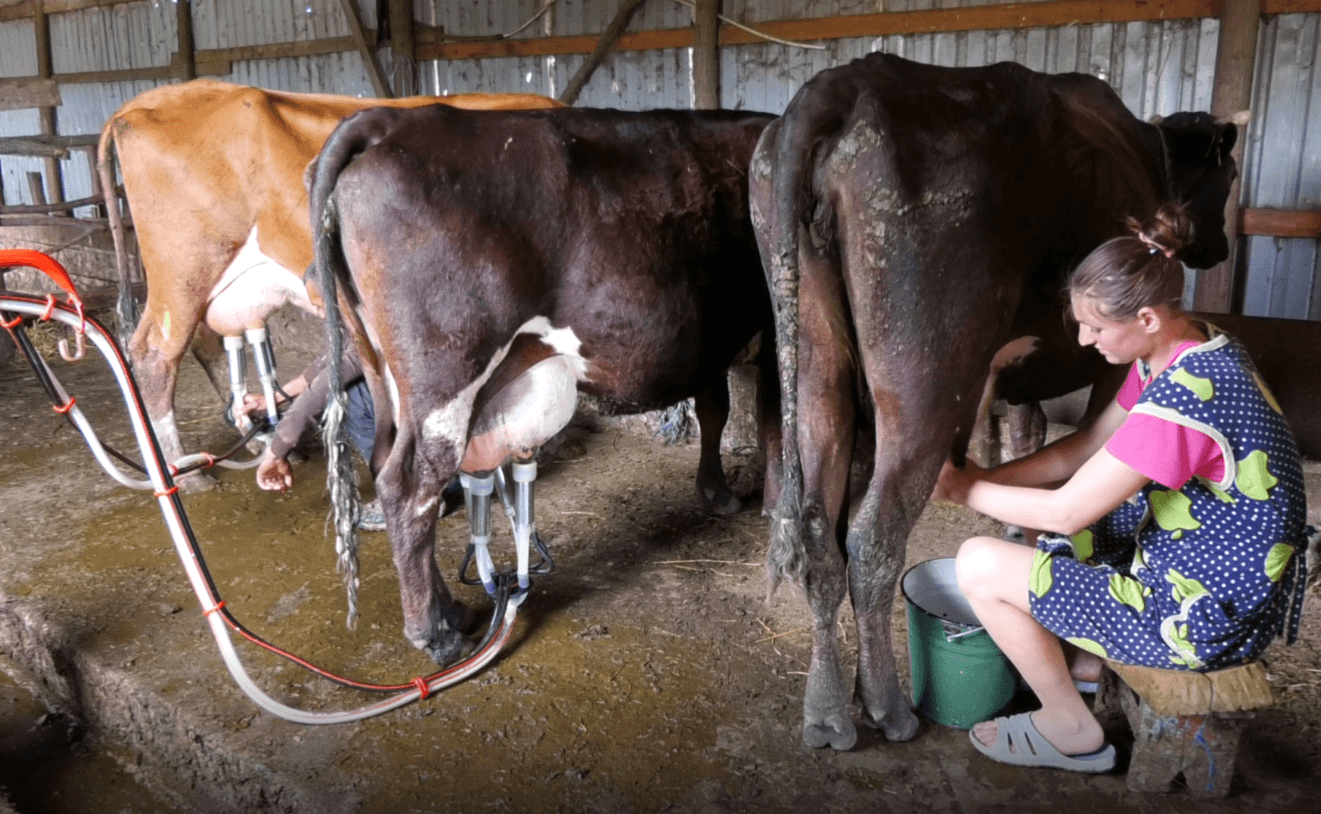Crescătorii de animale sunt îndemnați să aplice la subvenții