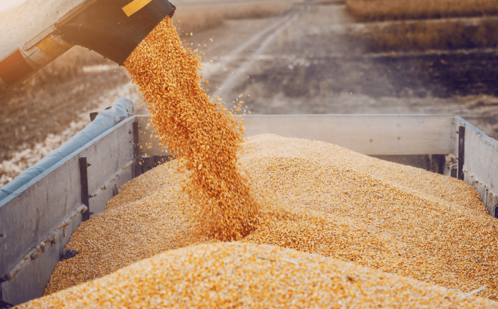 Licențele de import de cereale și oleaginoase din Ucraina, aprobate în România