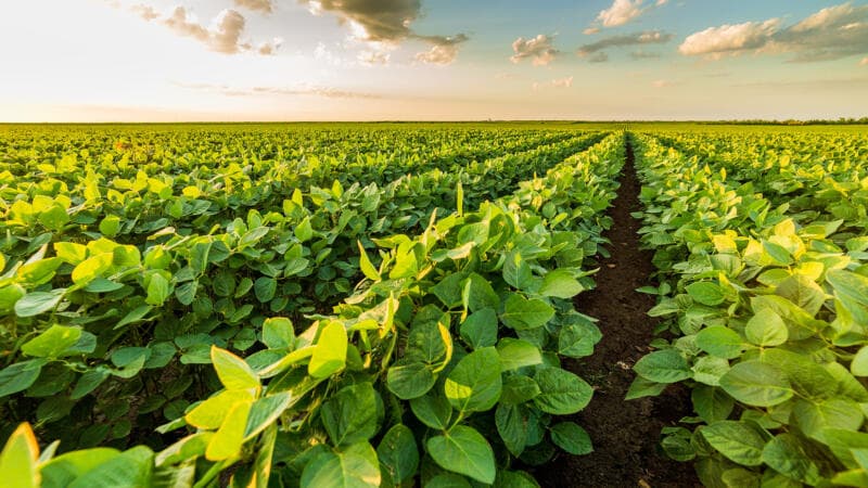 Cultivarea soiei – segment agricol susținut de către Ministerul Agriculturii