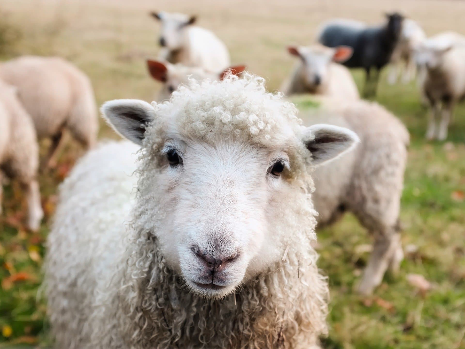 Activitatea sanitară veterinară va fi reglementată de o lege nouă, racordată la standardele UE