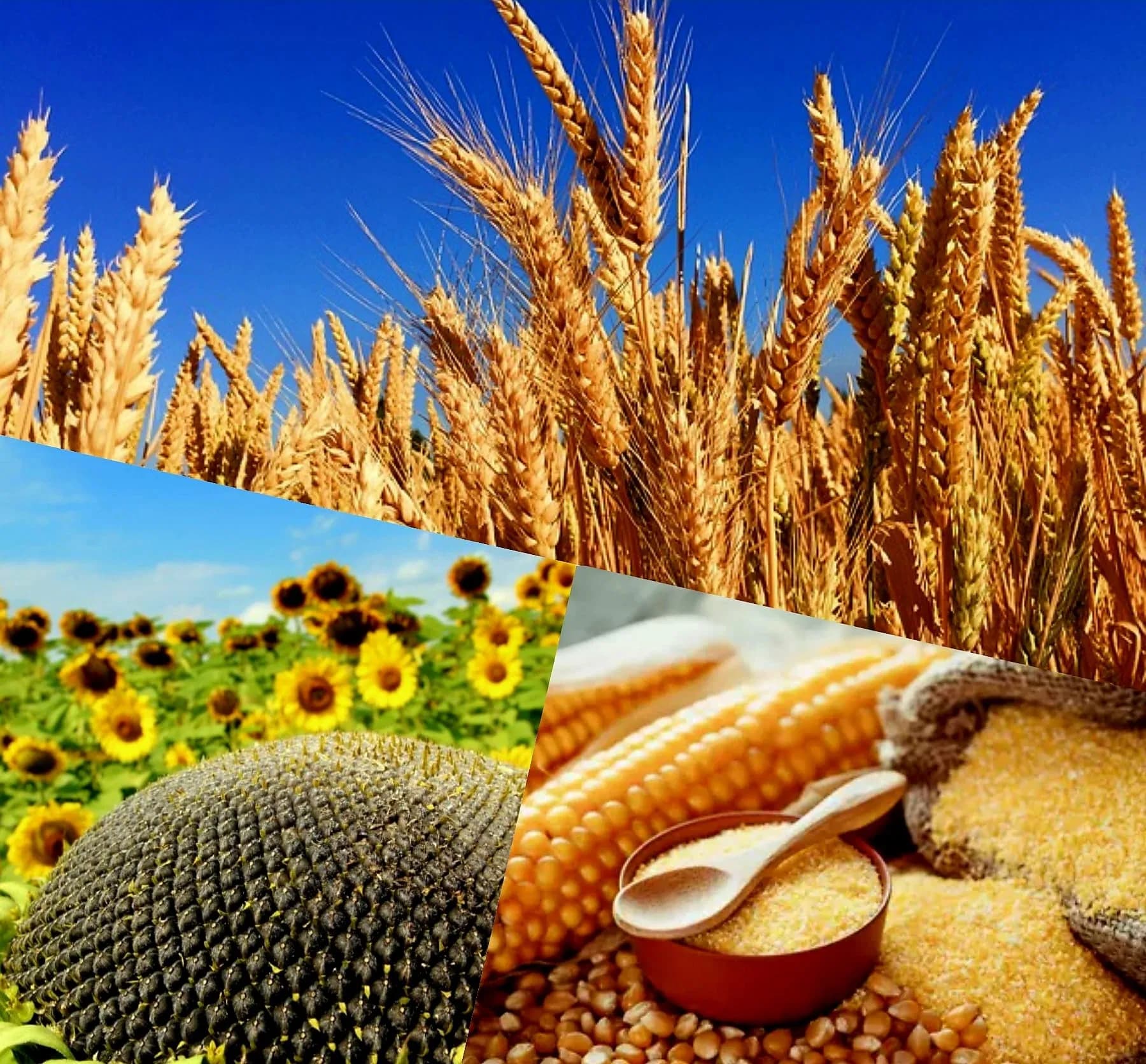 Importul cerealelor doar în baza licenței