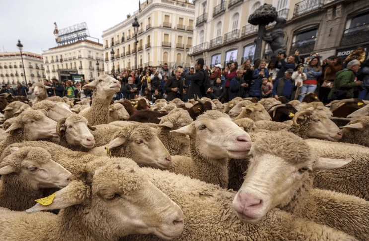 Peste o mie de oi și capre și-au făcut apariția pe străzile populare ale Madridului