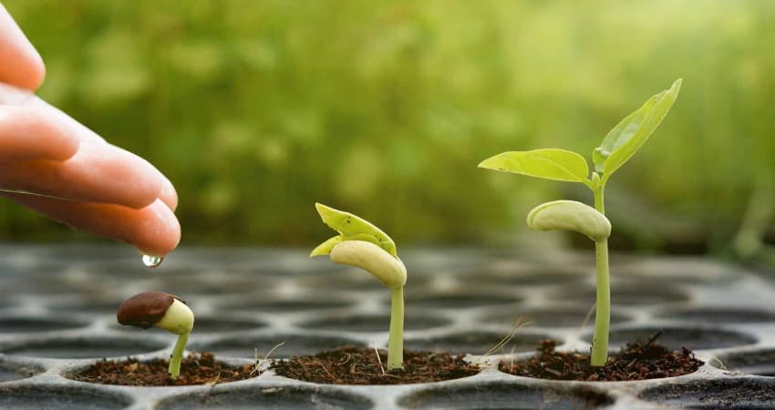 Republica Moldova marchează Ziua Internațională a Sănătății Plantelor