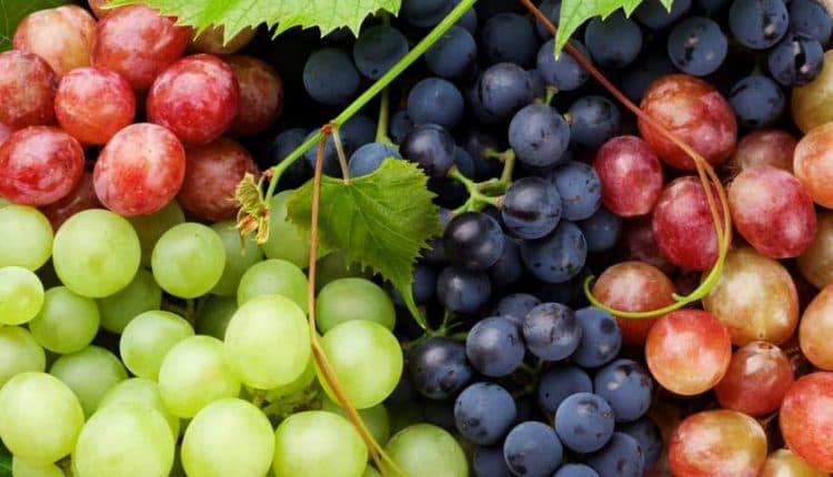 Producătorii de struguri de masă înregistrează situație favorabilă pe segmentul exporturilor