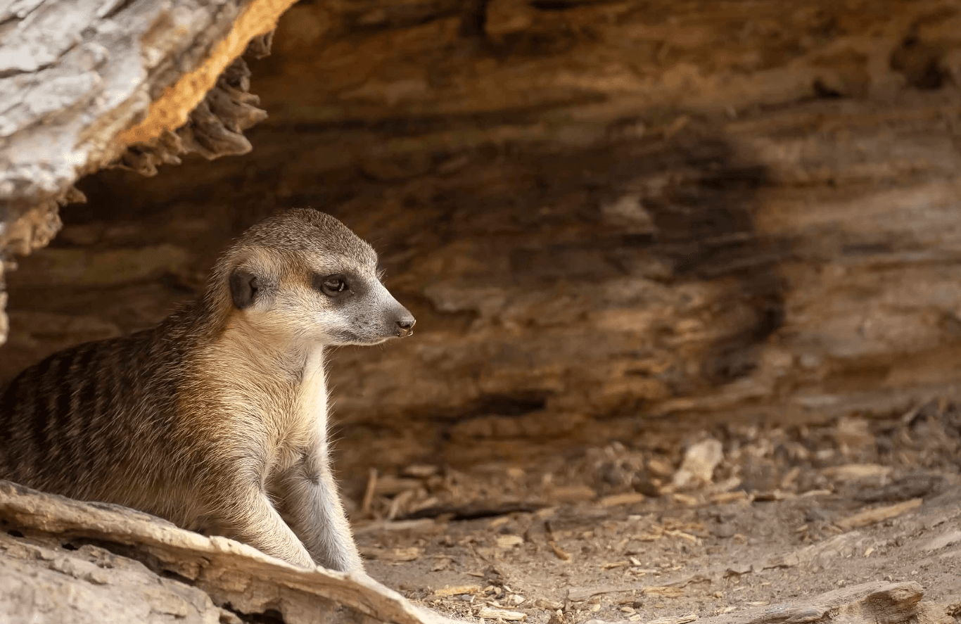 În perioada rece a anului, iubitorii de animale vor achita mai puțin pentru intrarea la Zoo