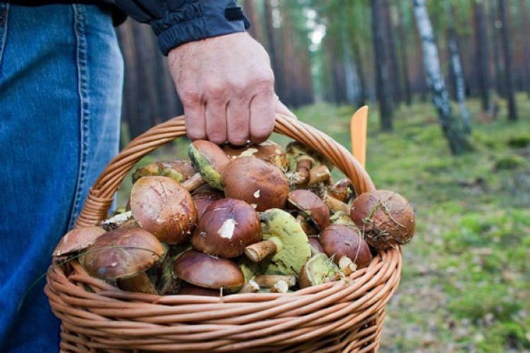 Este sezonul ciupercilor de pădure. ANSA vine cu recomandări pentru a preveni intoxicațiile