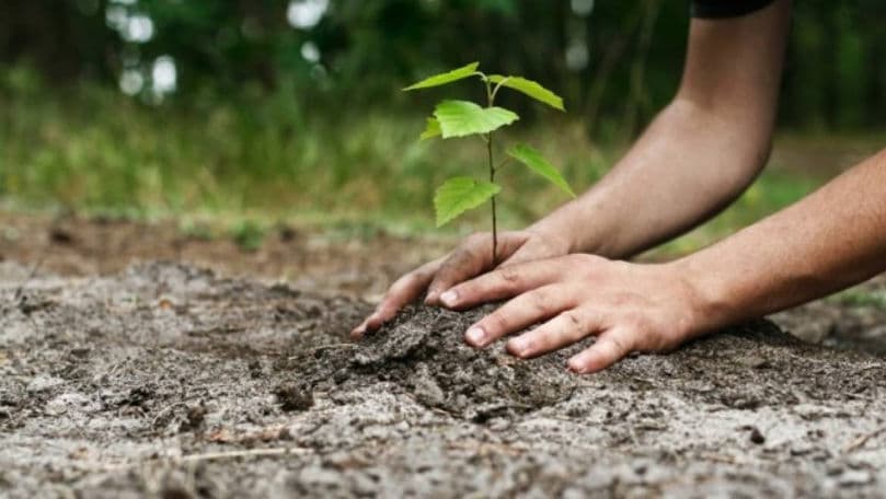 Aproximativ 1,3 milioane de puieți au fost plantați în prima săptămână, de la lansarea Programului Național de Împădurire „Generația pădurii”