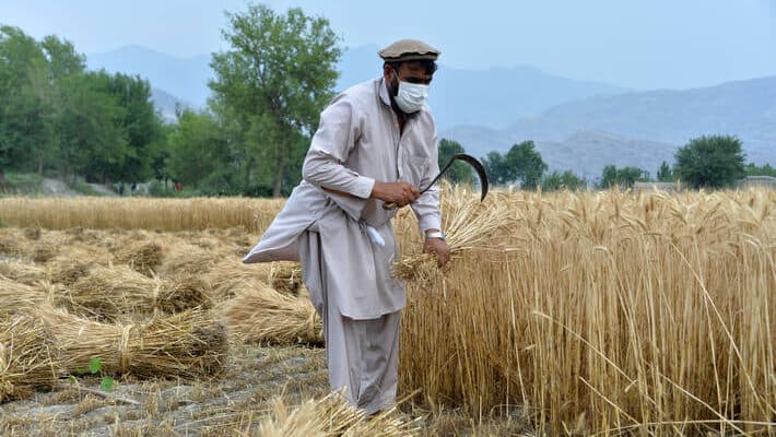În Afganistan, insecuritatea alimentară rămâne alarmant de ridicată