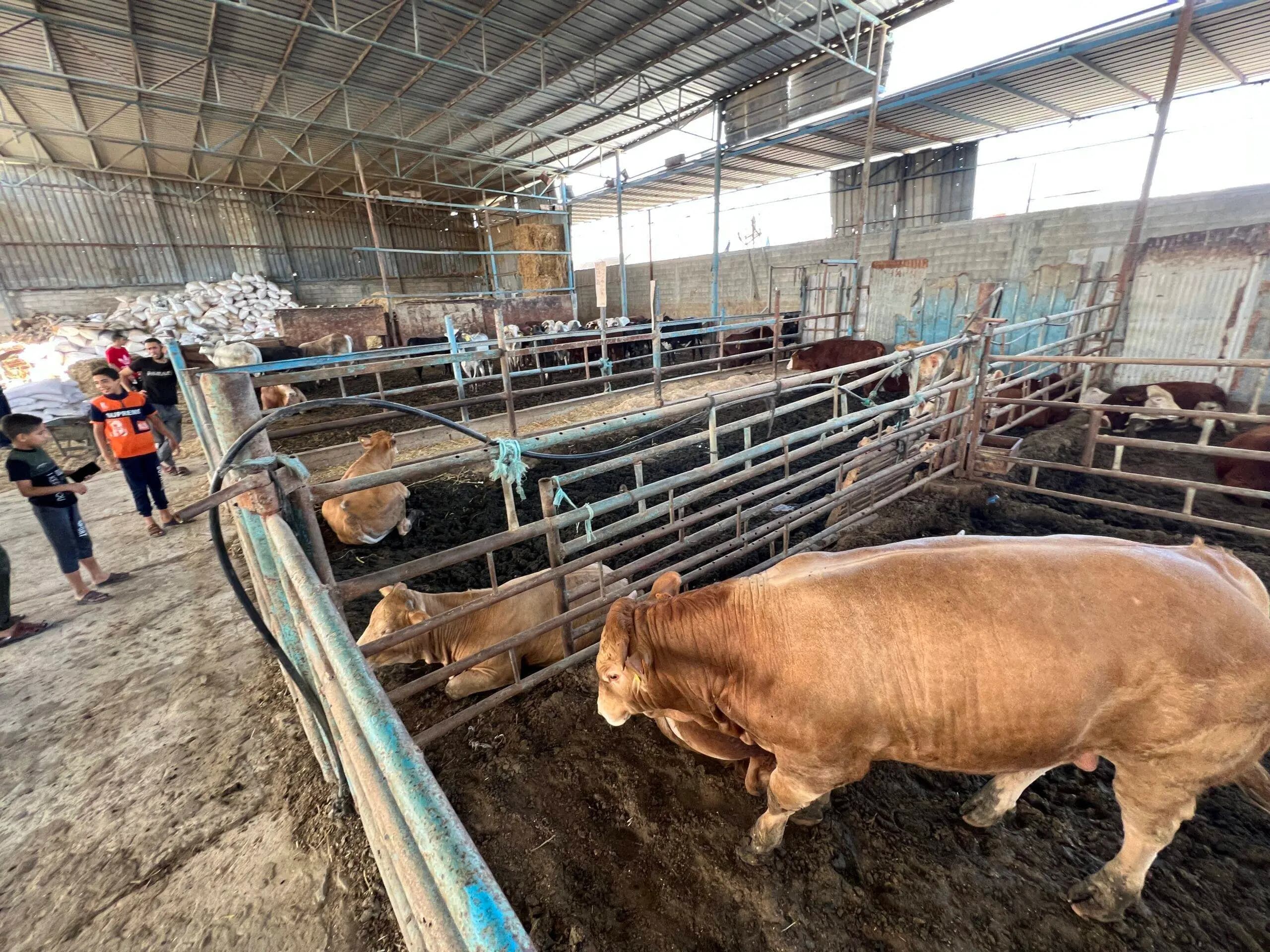 FAO livrează furaje pentru animalele din Gaza