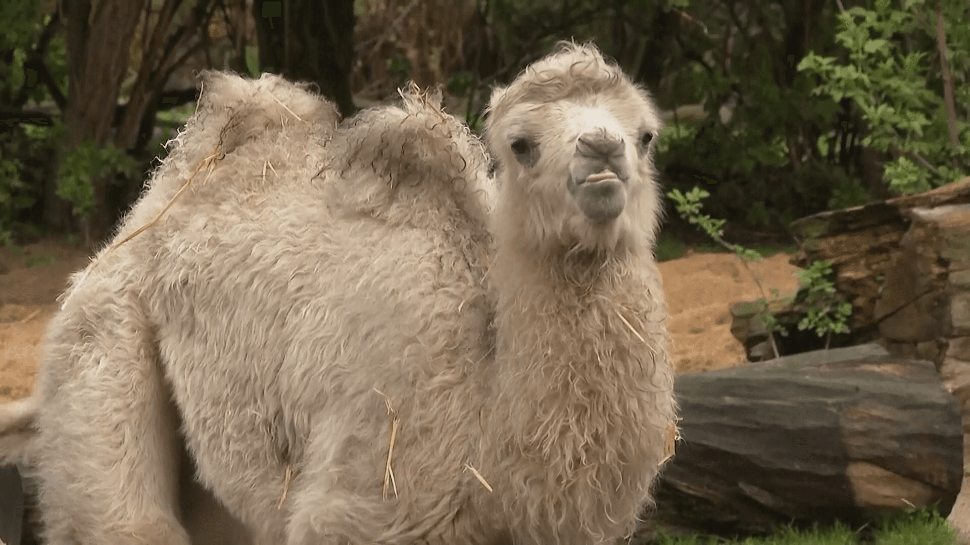O cămilă neobișnuită s-a născut la o grădină zoologică din Germania