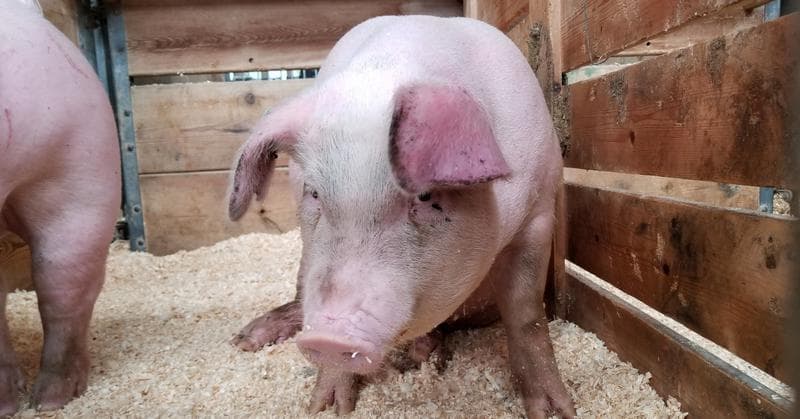 Încă un caz de pestă porcină africană, înregistrat pe teritoriul Republicii Moldova