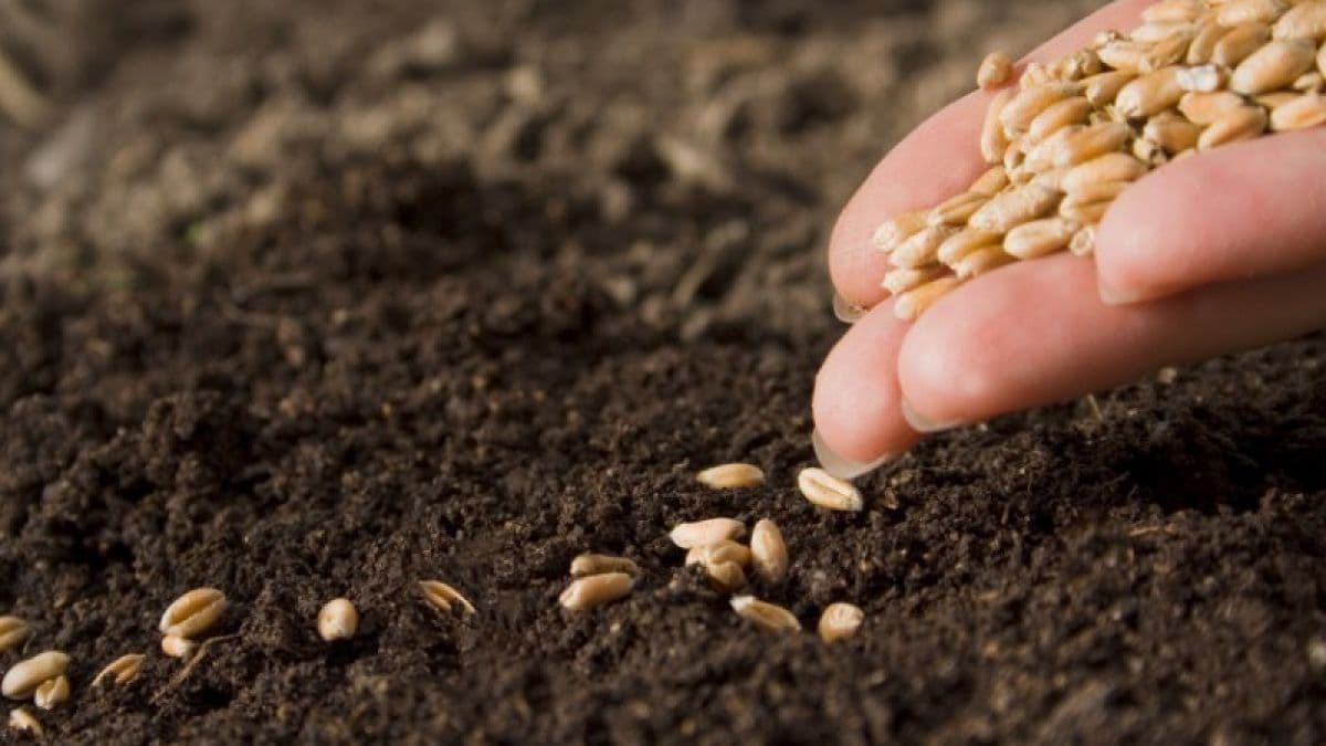 150 de tone de semințe, donate agricultorilor din sudul țării de către Asociația „Forța Fermierilor”