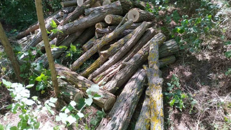 Un locuitor din raionul Cahul a fost sancționat pentru tăierea unui salcâm
