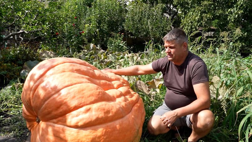 Record impresionant: un dovleac de 750 kg crescut de un fermier moldovean