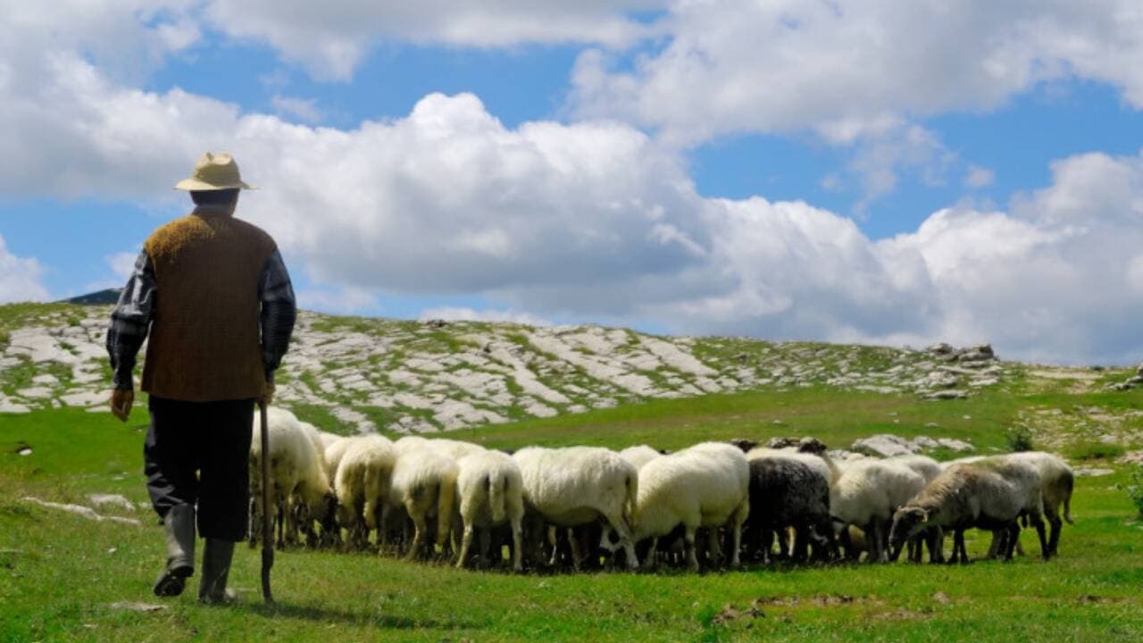 Tradiția oieritului prinde o nouă viață în Republica Moldova, datorită Clusterului zootehnic „Bacii Sudului”, din regiunea Cahul