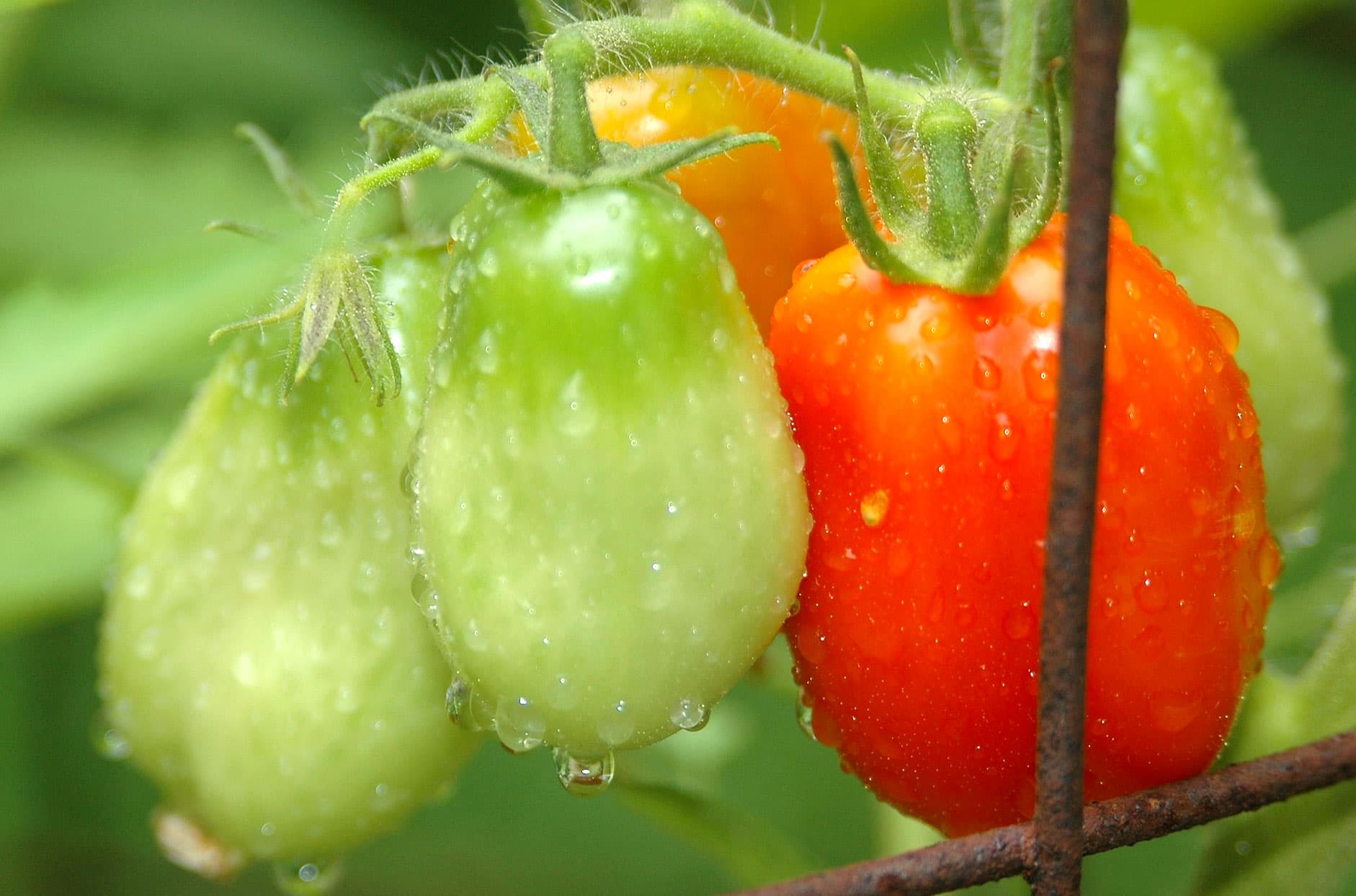 Legume care se recoltează înainte de sosirea ploilor