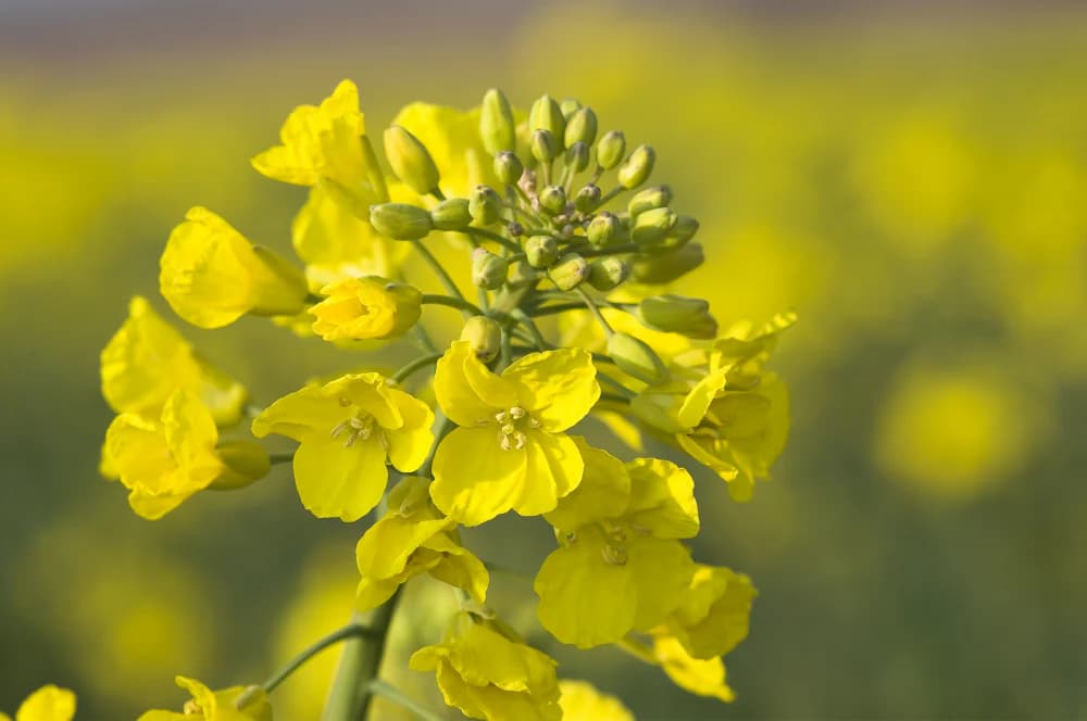 Patogen nou la rapiță în România! Prima raportare a fungului Macrophomina phaseolina