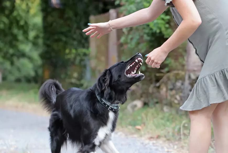 Peste 1.220 de persoane au fost agresate de animale în prima jumătate a anului curent