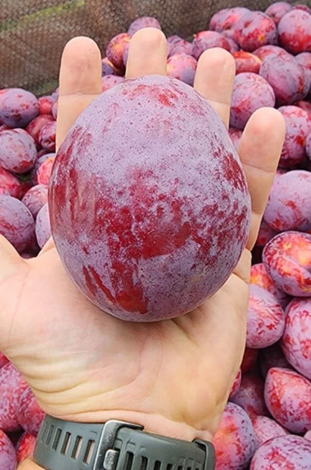 Prună de mărimea unei mingi, cultivată în Africa de Sud