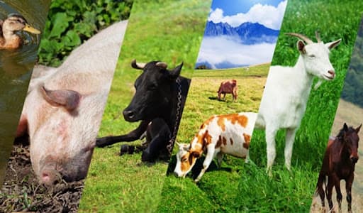 AIPA încheie recepția cererilor pentru plăți directe în sectorul zootehnic