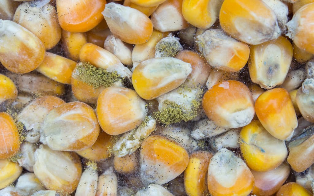 Porumbul românesc refuzat la export din cauza contaminării cu aflatoxină