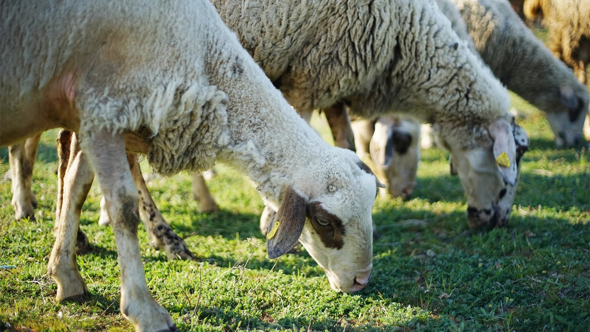 Variola ovinelor amenință fermele din Grecia și Bulgaria: restricții stricte la transportul animalelor
