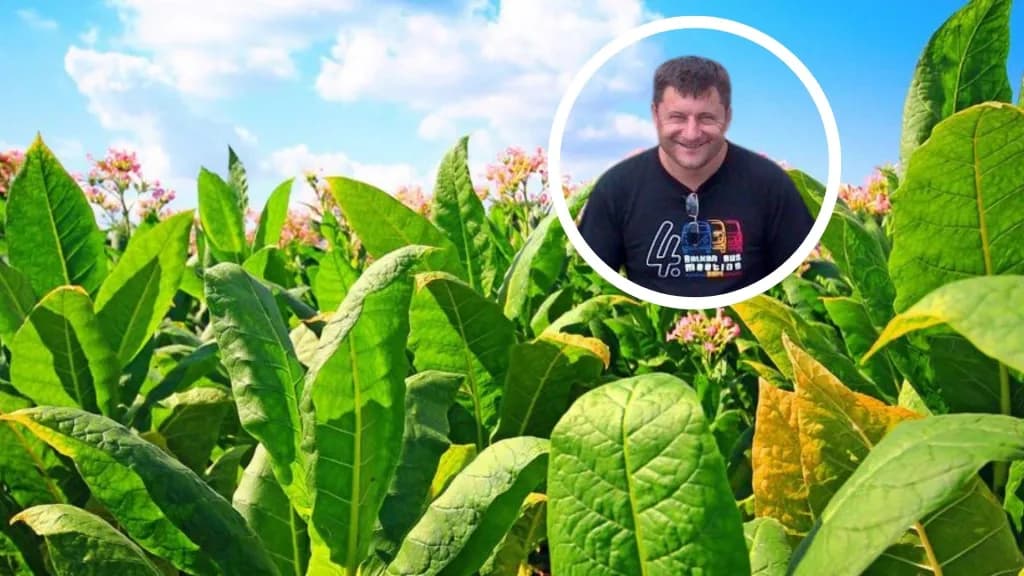Doi moldoveni cultivă tutun în Oltenia pentru a fi exportat în Germania