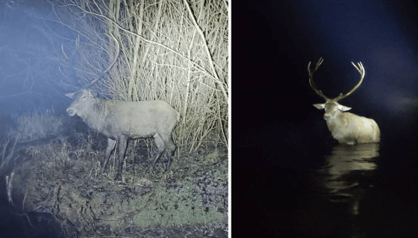 Salvare spectaculoasă pe Prut: Polițiștii de frontieră au scos un cerb nobil din apele reci