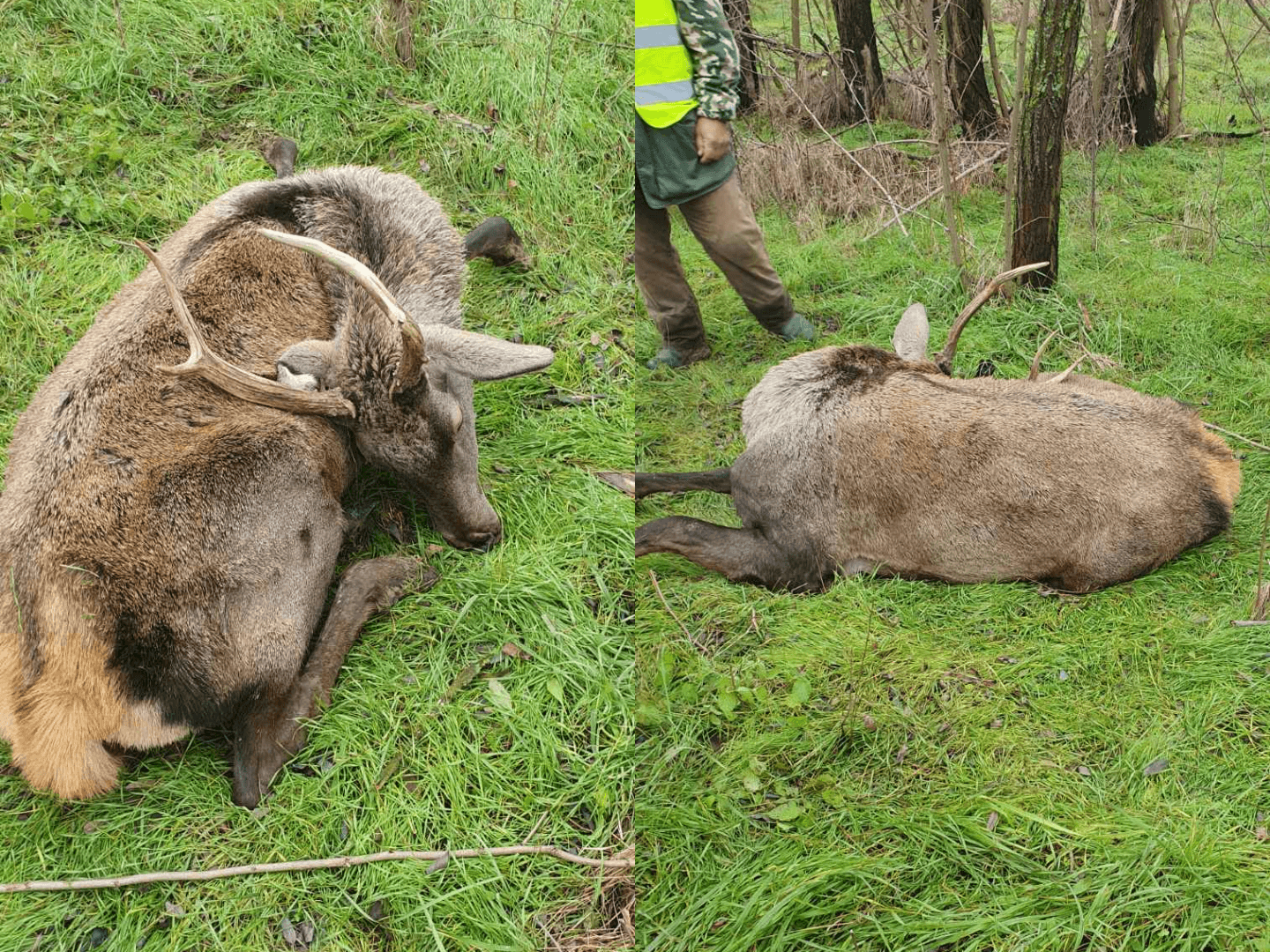 Caz grav de braconaj în Călărași. Animal găsit împușcat pe un câmp de vânătoare