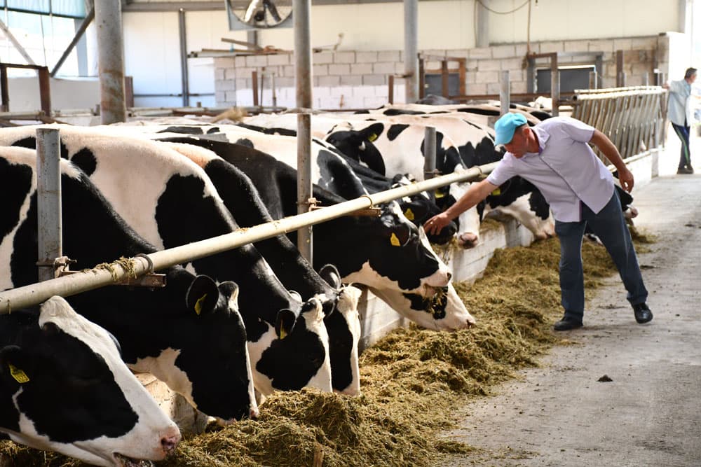 9 ani de închisoare pentru escrocherie cu bovine în Moldova