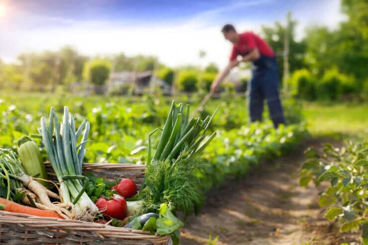 150 de milioane de euro pentru modernizarea agriculturii