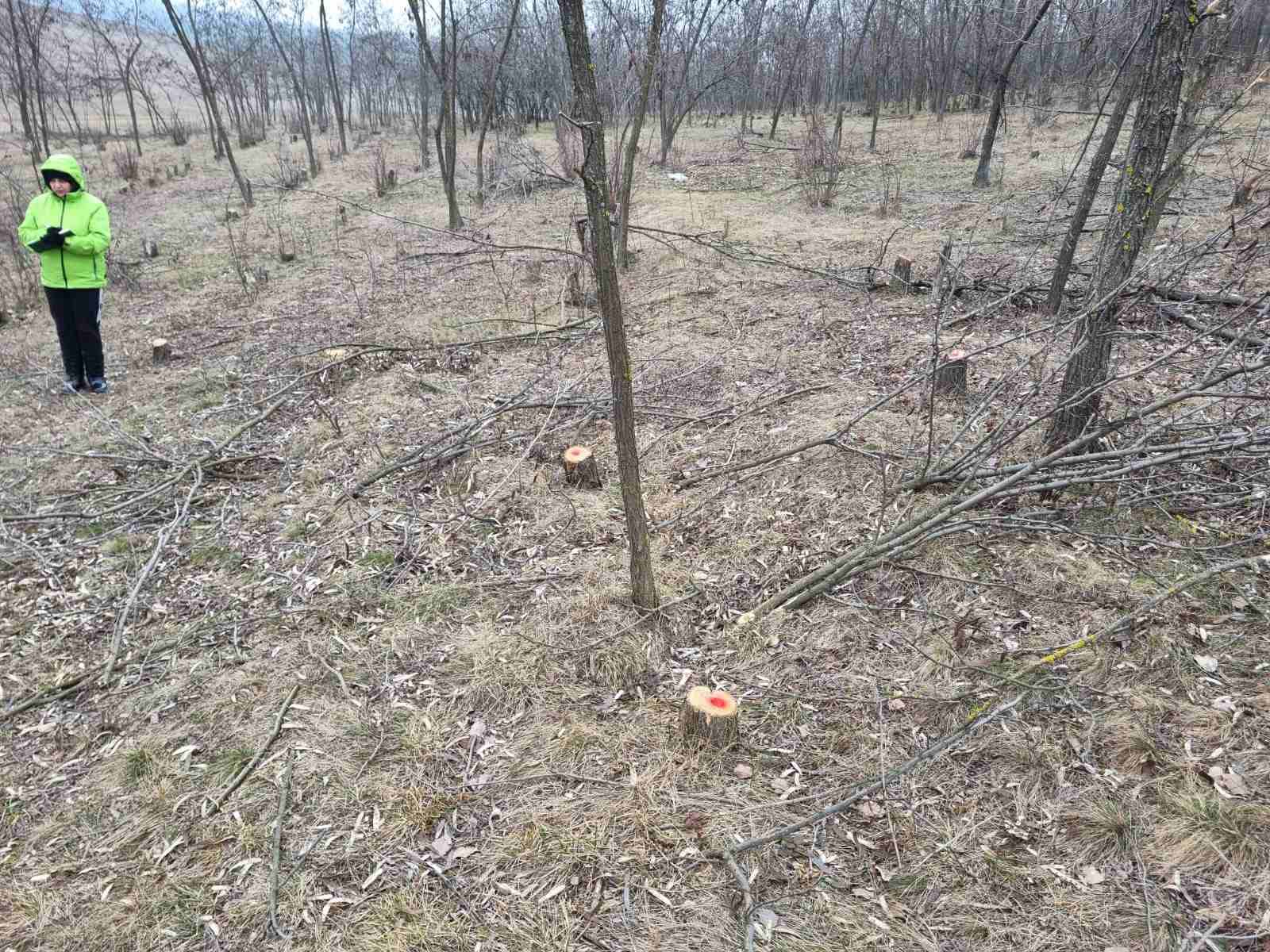 Defrișări ilegale descoperite în pădurile din Dondușeni! Inspectorii au aplicat sancțiuni