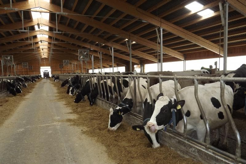 Reguli mai stricte pentru ferme! Guvernul impune noi norme sanitar-veterinare