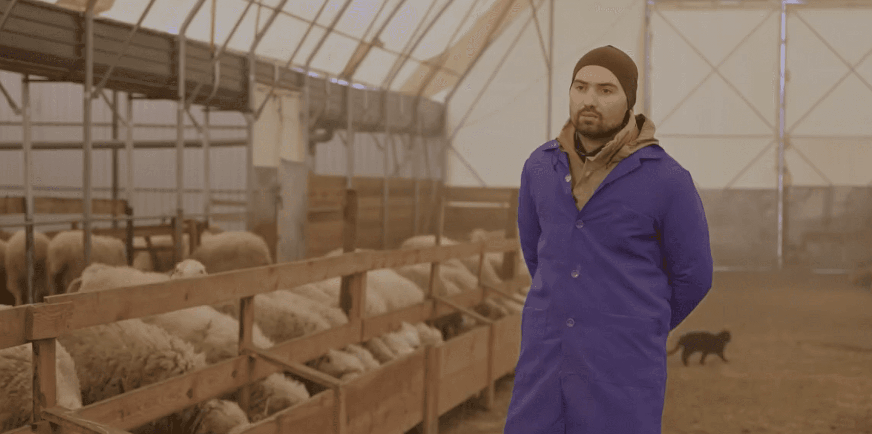 O familie din Cimișlia a transformat creșterea oilor într-o afacere prosperă