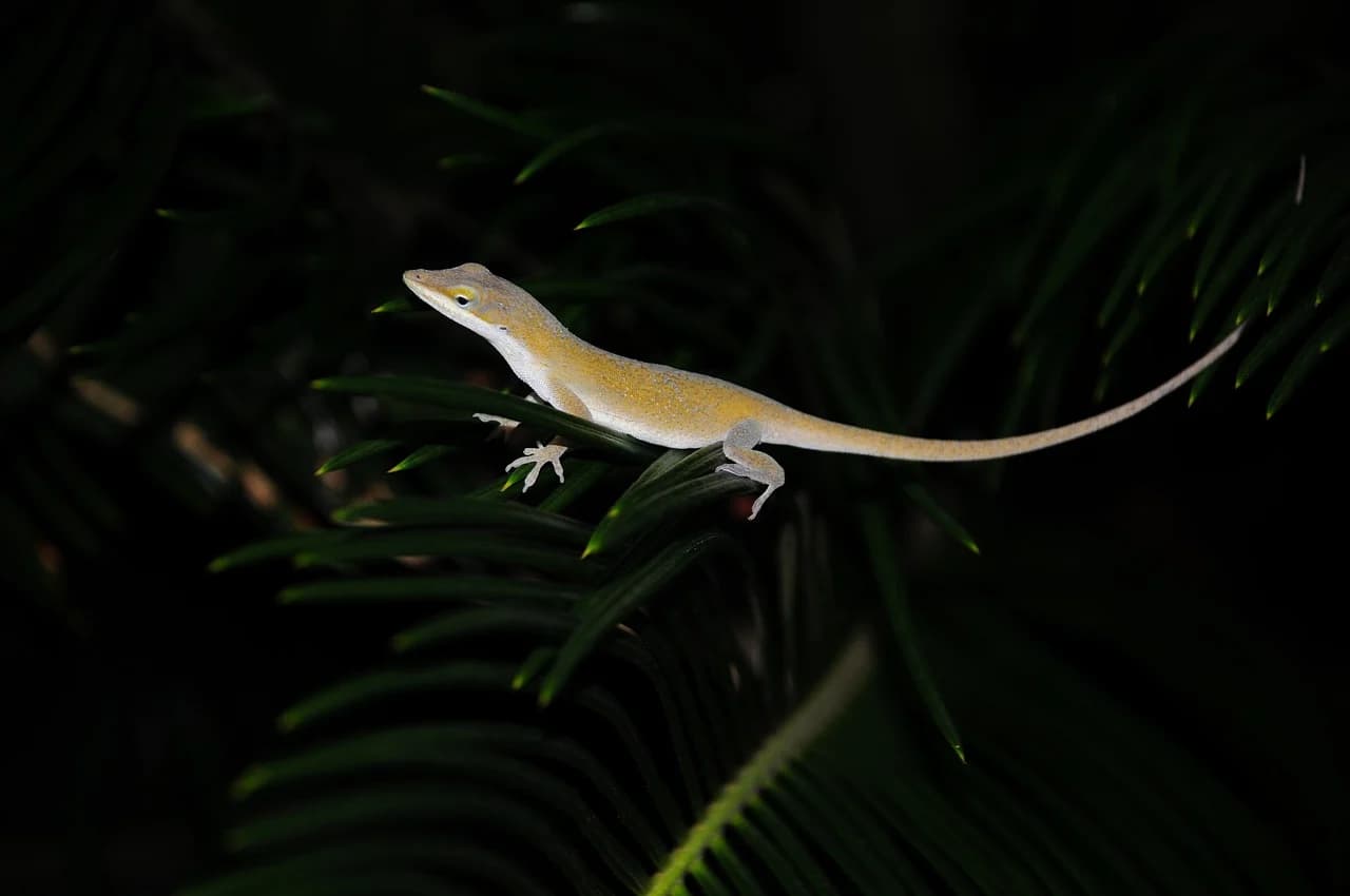 IFAPA cercetează utilizarea reptilelor în controlul biologic al dăunătorilor