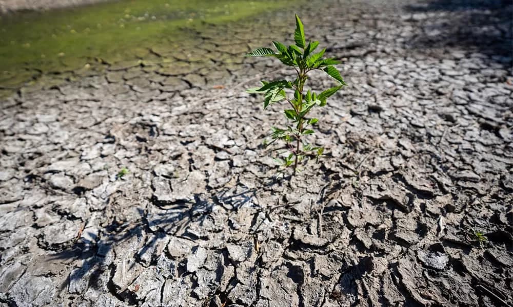 Risc de secetă în 2025: Lipsa precipitațiilor pune în pericol culturile agricole din Moldova