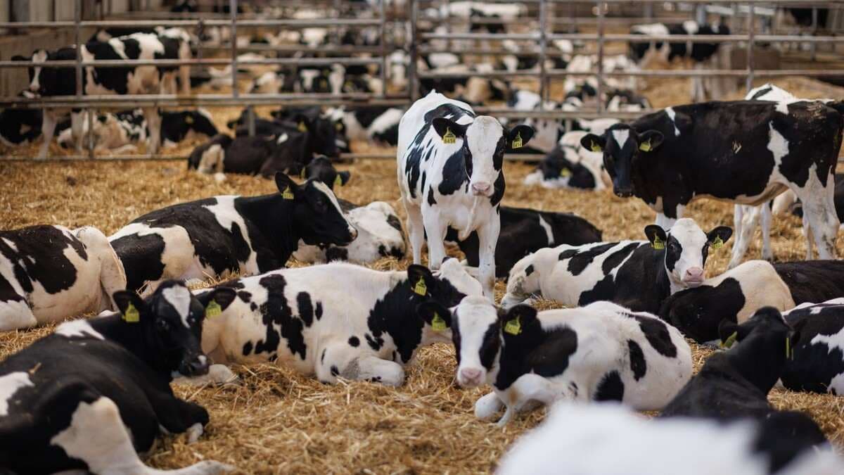 Animalele neînregistrate nu pot fi vândute sau transportate legal! Crescătorii riscă sancțiuni dacă nu respectă regulile