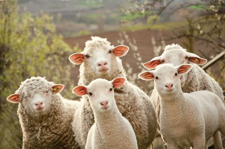 Granturi de până la un milion dolari pentru zootehnie: 4 aprilie, termenul-limită pentru depunerea cererilor