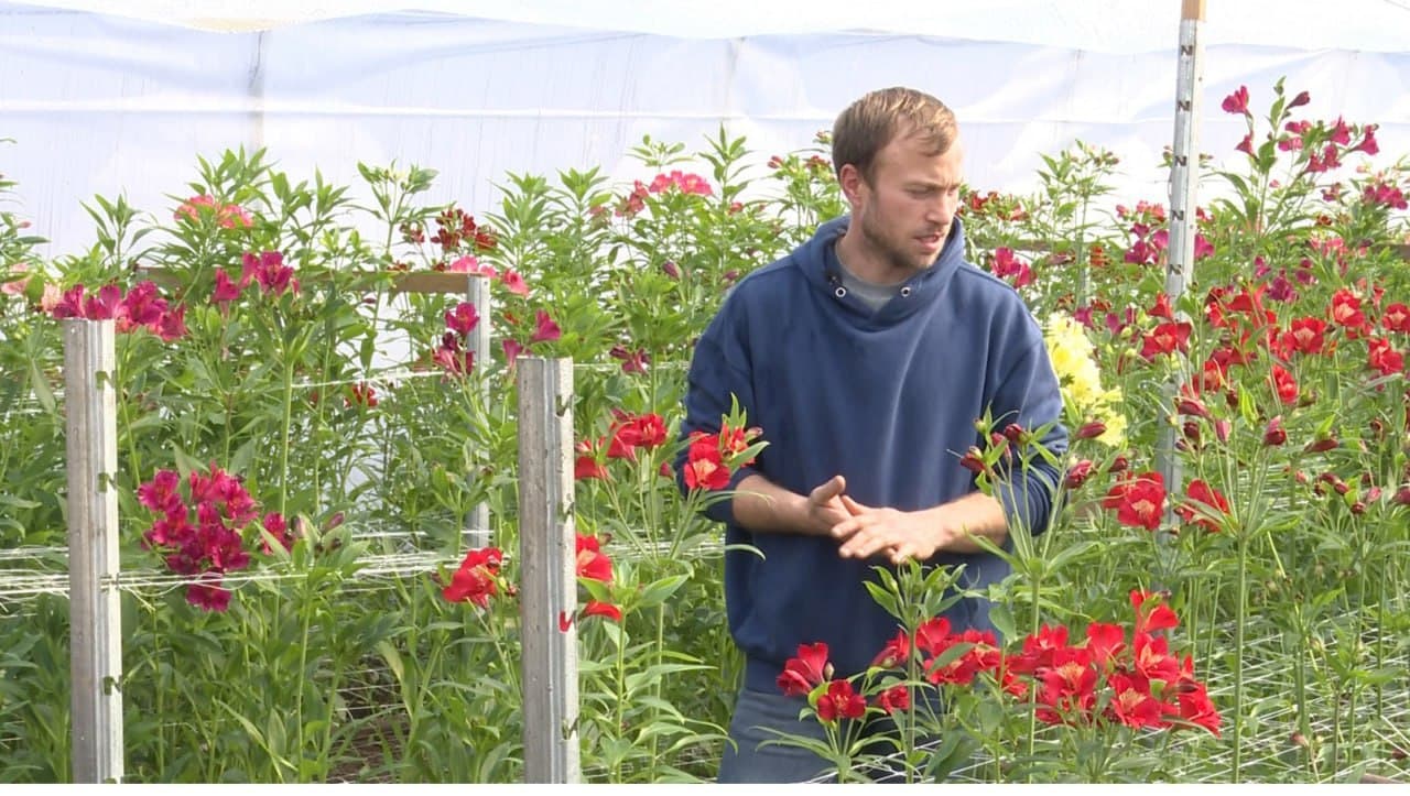 A renunțat la cariera din Marea Britanie pentru a cultiva flori acasă