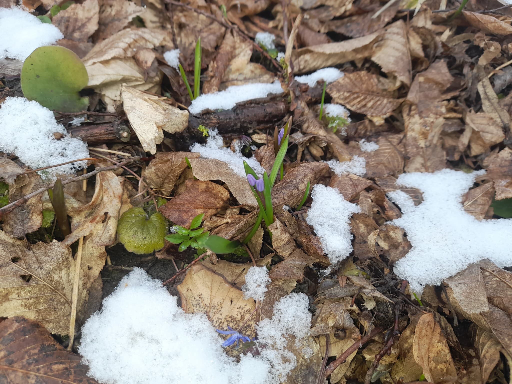 Silvicultorii iau măsuri pentru protejarea plantelor rare din păduri