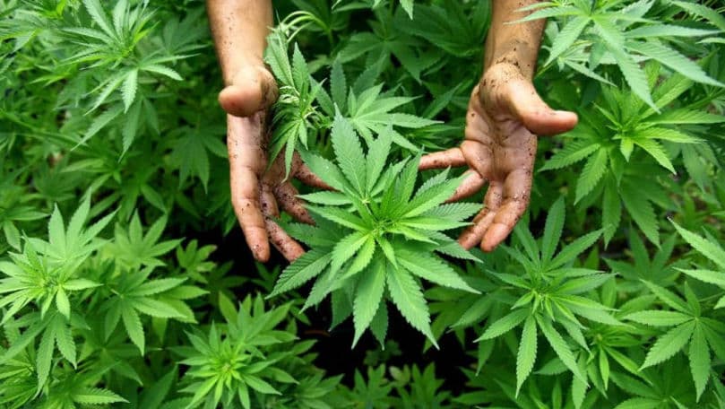 Prima autorizație pentru cultivarea cânepii industriale, eliberată în Moldova