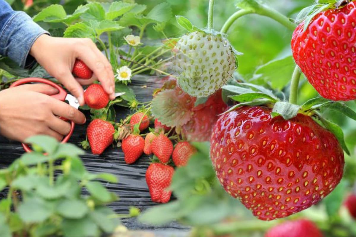 Cum îngrijești căpșunile ca să ai o recoltă bogată în grădină