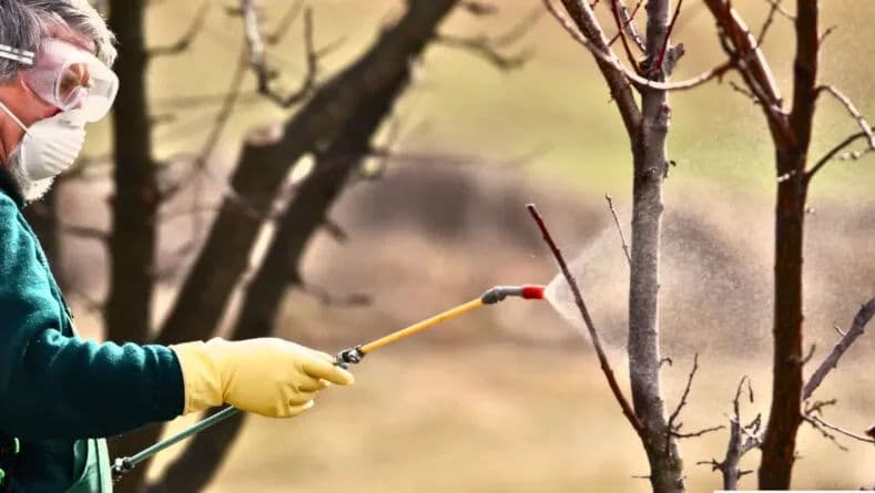 Livadă de prun îngrijită ca la carte: munca din primăvară aduce roade toamna