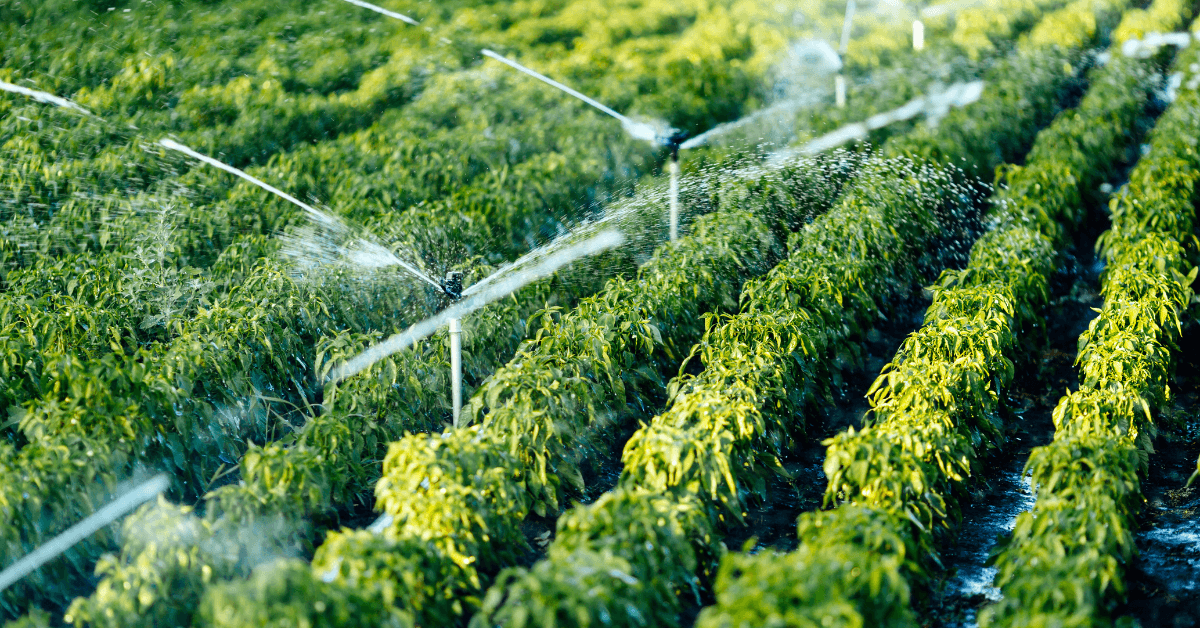 Agricultura din Moldova în declin: fără irigații, satele riscă să dispară
