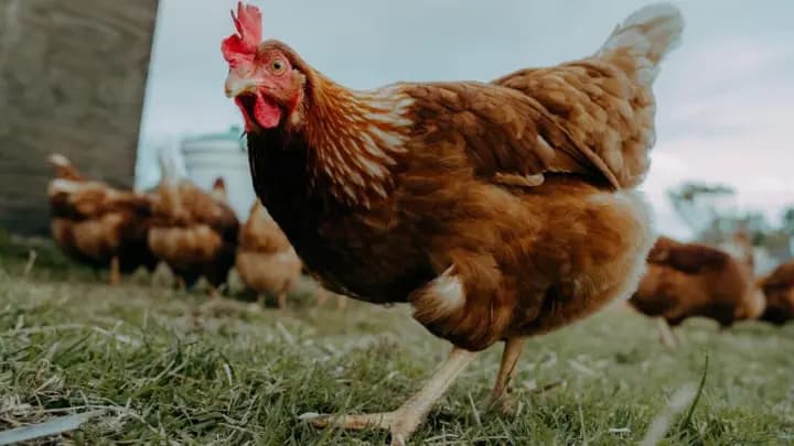 Americanii închiriază găini ouătoare pentru a combate criza de ouă