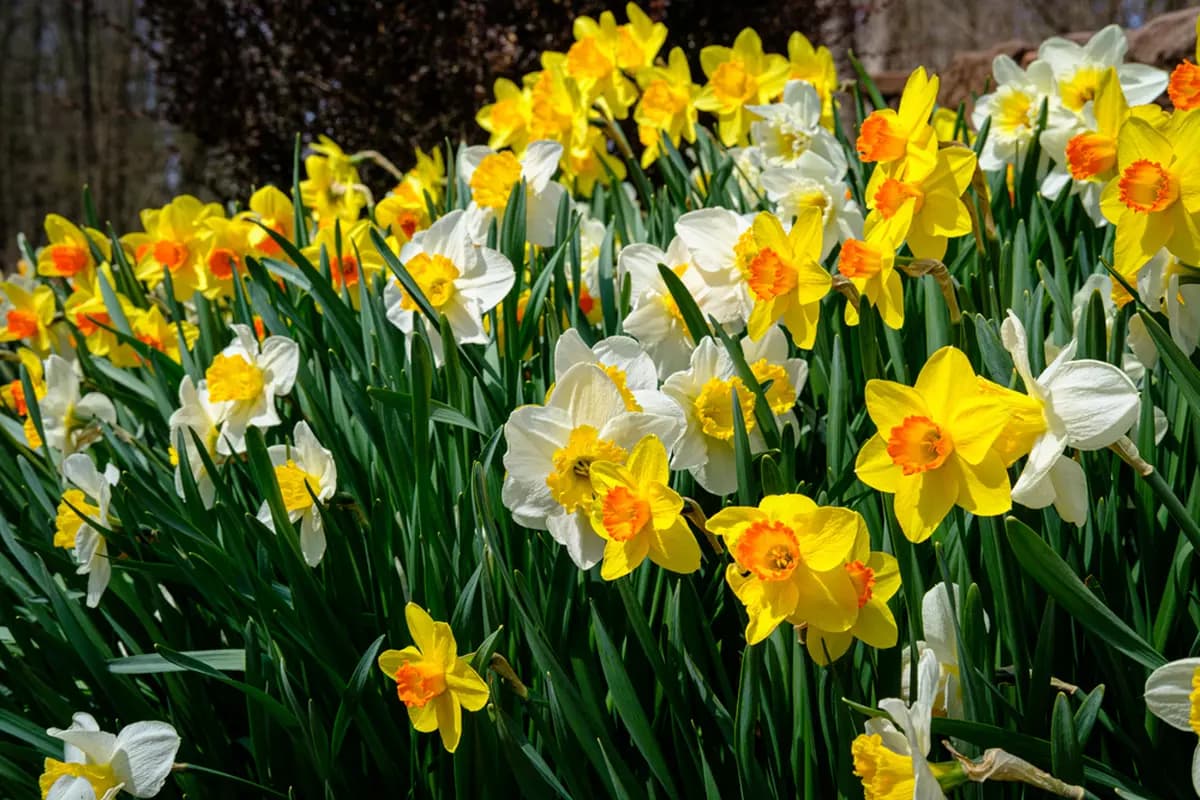 Cum să menții narcisele înflorite mai mult timp