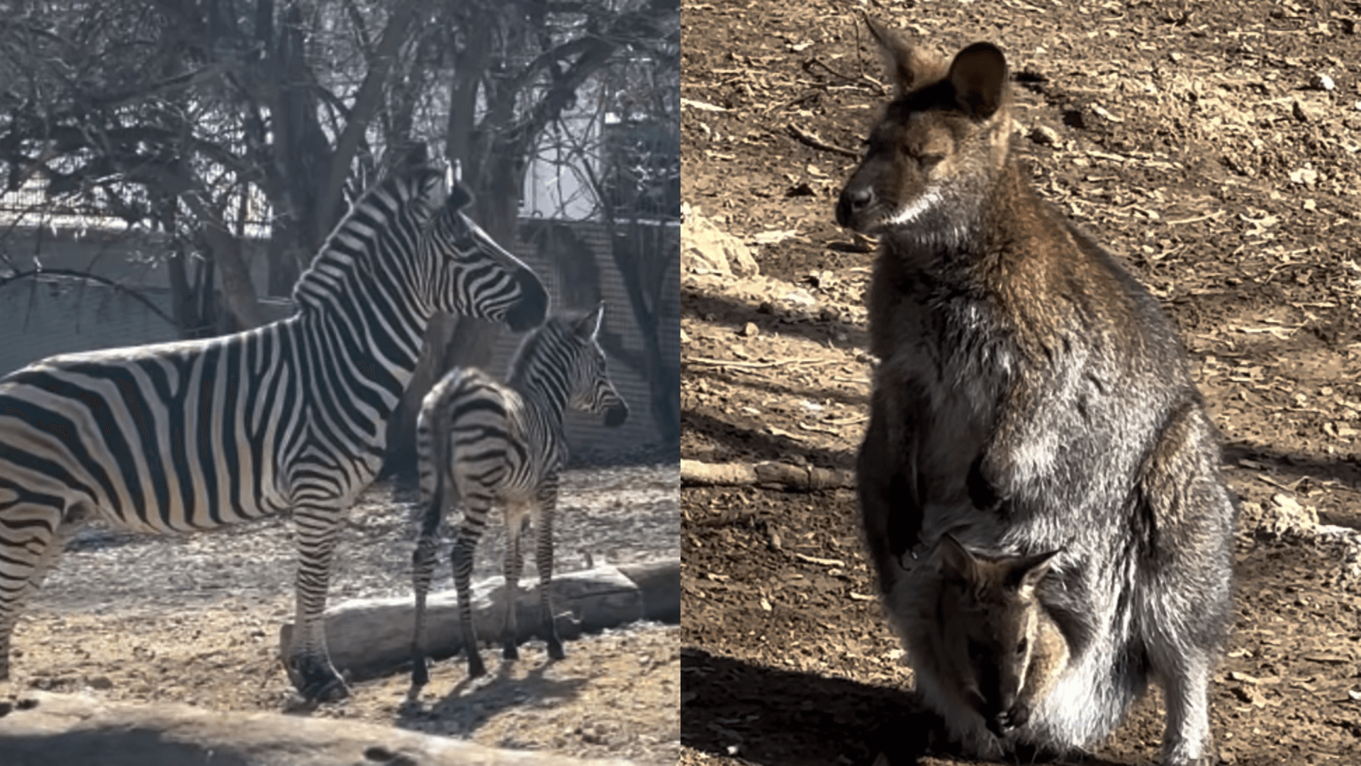 Baby boom la Grădina Zoologică din Chișinău: s-au născut pui de zebră, cangur și muflon
